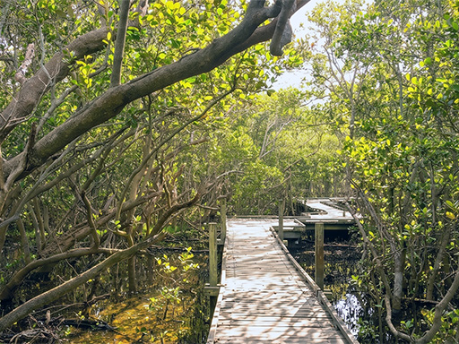 Badu Mangroves