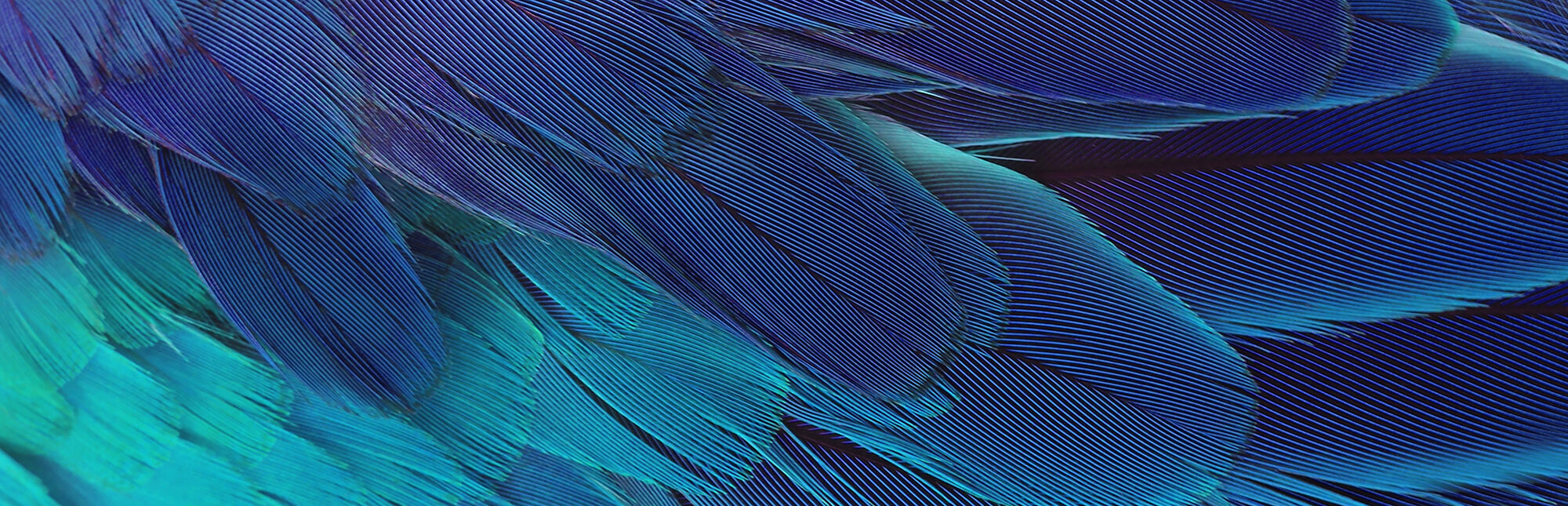 If you're a bird lover, find out about our animal mascots for the Parramatta River.