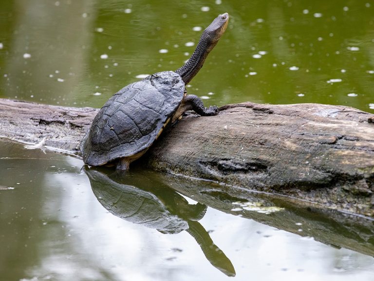 Plants and Animals - Our Living River